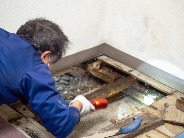Mold Removal Process in North Richmond, CA