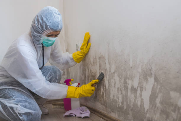Best Mold Remediation Services  in North Richmond, CA