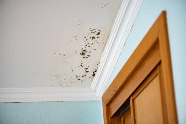 Best Same-Day Mold Removal  in North Richmond, CA