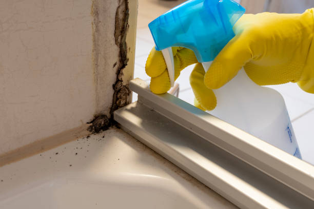 Best Black Mold Removal  in North Richmond, CA