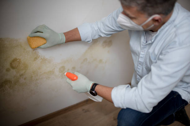 Best Mold Cleaning Services  in North Richmond, CA