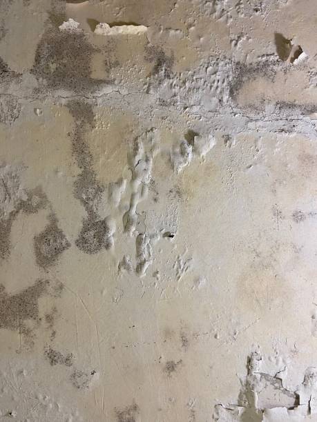 Best Local Mold Removal Service  in North Richmond, CA