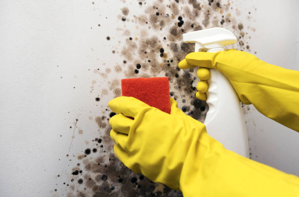 Home Mold Removal in North Richmond, CA