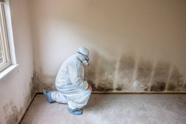 Mold Testing and Removal in North Richmond, CA