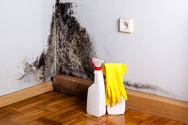 Best Mold Cleaning Services  in North Richmond, CA